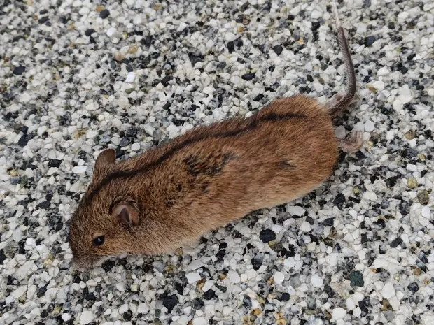 Mrtvá myšice temnopásá ležící na štěrku.
