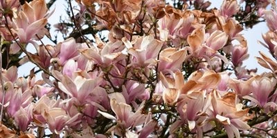 Růžové květy magnolie na větvích před odkvetem.