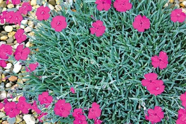 Růžové květy Dianthus rostoucí v zahradním záhonu s kamínky.