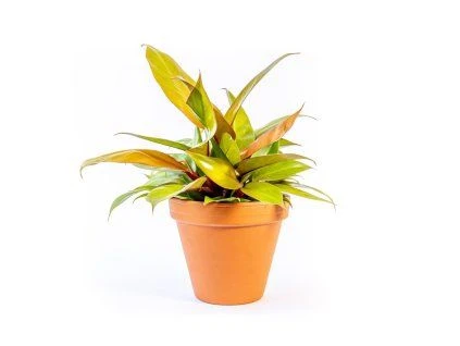 Fotografie rostliny filodendron v oranžovém květináči.