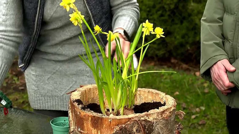 Jarní dekorace z kmenového kusu s žlutými narcisy