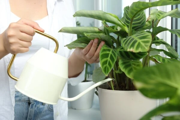 Osoba zalévá rostlinu calatheu dlouhou tryskou.