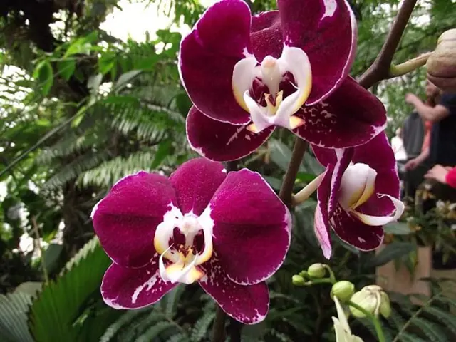 Tři fialové květy orchideje phalaenopsis v zahradním prostředí.
