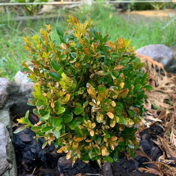 Buxus s žlutavými a hnědými listy, příznaky choroby