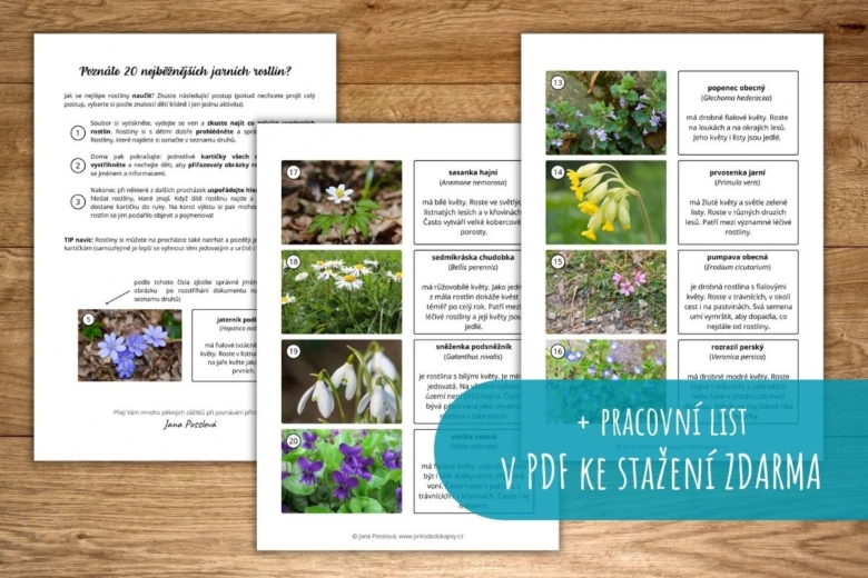 Výukový list s obrázky a popisy prvních jarních květin