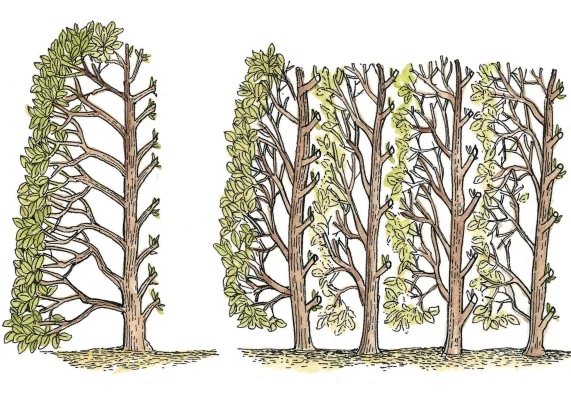 Ilustrace stříhání živých plotů srovnávající tvar před a po úpravě.