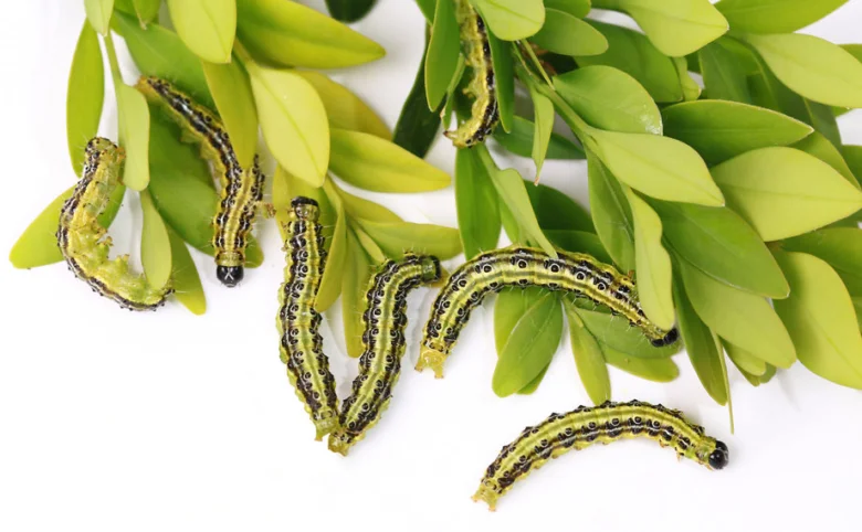 Krmítko na buxus: housenky poškozující listy