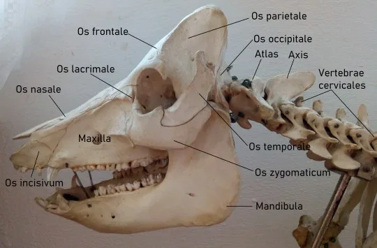 Anatomie psí lebky s označenými kostmi a obratli.