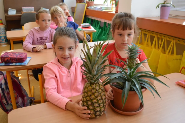 Děti s ananasem a kvetoucím ananasovým rostlinou v školní třídě