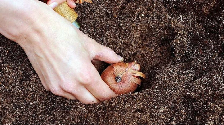 Ruce sázejí cibuli gladiole do země.
