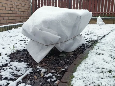 Muškát zavinutý noviny pro zimní ochranu.