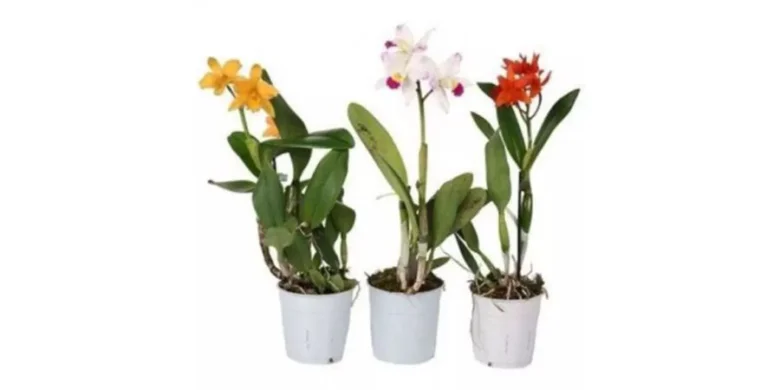 Tři kvetoucí orchideje v bílých hrncích na čistém pozadí.