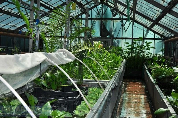 Greenhouse plants