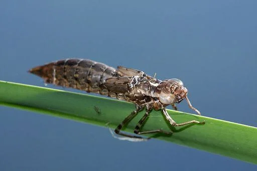 Larva potápníka přichycená k vodní rostlině.