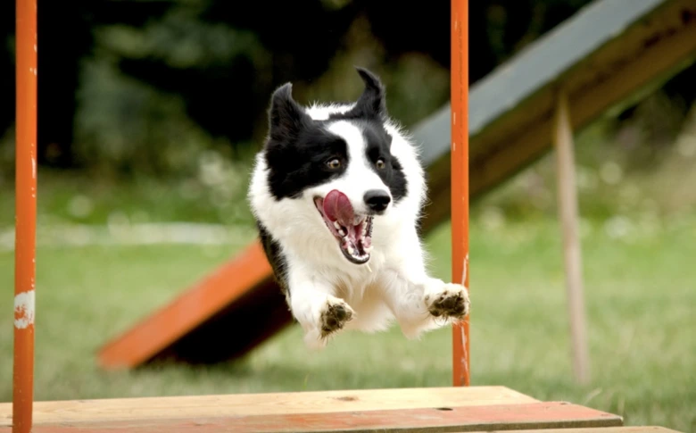 Dog jumping agility course