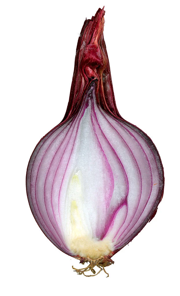 Červená cibule rozkrojená na půlku ukazující konický tvar vrstev.