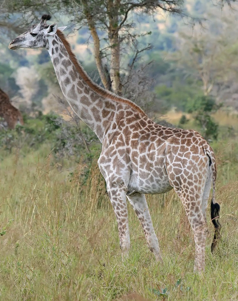 Žirafa stojí v africké savaně s typickým vzorem na kůži.