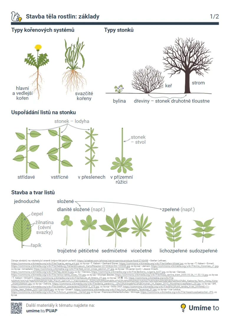 Infografika o typech rostlinných systémů a listů.