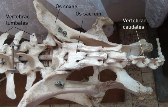Kostra psa s označenými obratlemi páteře a křížem.