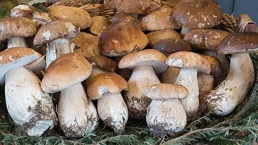 Čerstvé houby porcin v košíku na jehličí