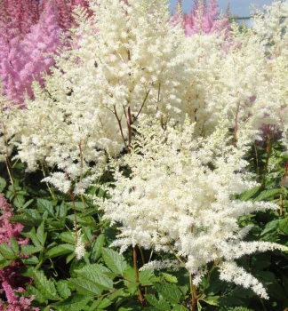 White astilbe flowers