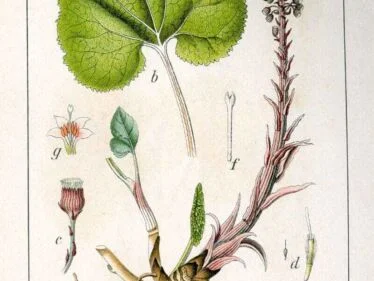 Botanická ilustrace rostlinných částí pro zahradní bylinky